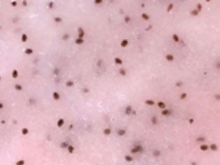 Anti-Oxidant GoJi HydroJelly Mask Kit image 0